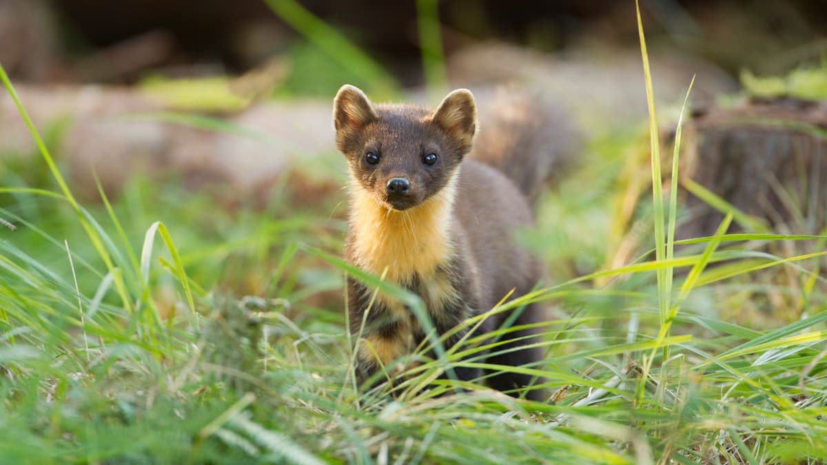 Free talk on how pine martens are doing since their secret release on ...
