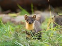 Pine martens travel 40 miles since secret release