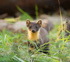 Hear progress on pine martens reintroduction
