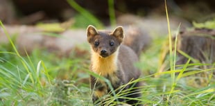 Pine martens travel 40 miles since secret release