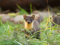 Hear progress on pine martens reintroduction