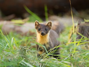 Wildlife project hopes for baby pine martens