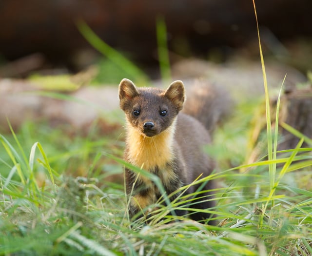 Hear progress on pine martens reintroduction