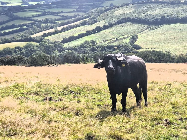 Wetland restoration on Exmoor is being helped by the introduction of water buffalo.