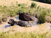 Water buffalo helping to restore wetlands 