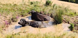 Water buffalo helping to restore wetlands 