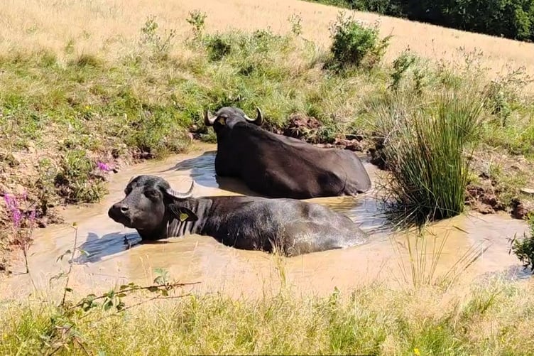 Water buffalo wallowing in a wetland restoration site pool on Exmoor.
