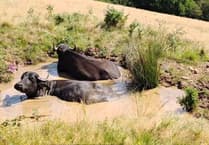 National Trust using water buffalo herd to boost Exmoor wetlands restoration project