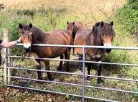 Ponies help bring Exmoor back to nature