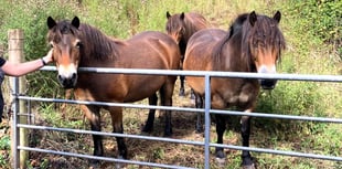 Ponies help bring Exmoor back to nature