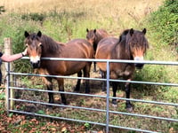 Ponies help bring Exmoor back to nature