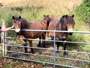 Ponies help bring Exmoor back to nature