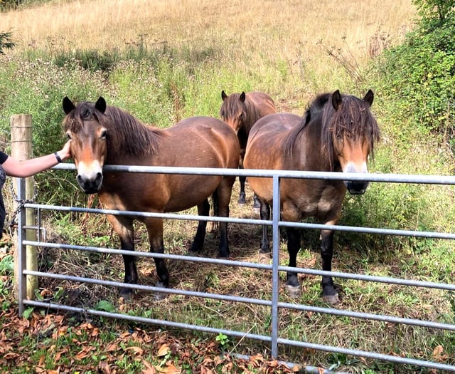 Ponies help bring Exmoor back to nature