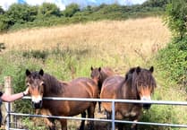 Ponies help bring Exmoor back to nature