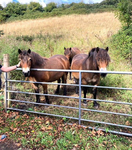 Exmoor ponies taking part in the Sowing for Seeds project