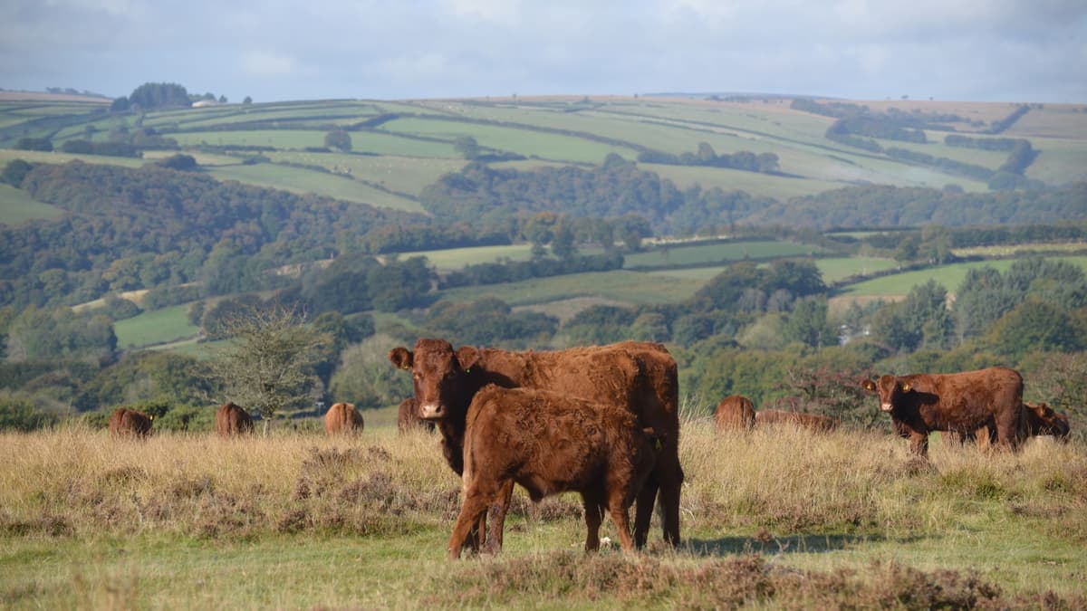 Letters to the Editor from around West Somerset | wsfp.co.uk