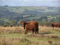 Letters to the Editor from around West Somerset