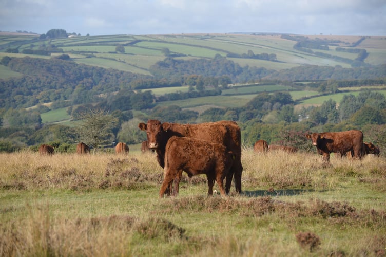 Cow and calf at Draydon Knapp near Winsford. (Picture: Anna Fraser)