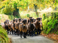 Ponies on the move for their Exmoor gathering