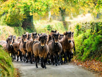 Ponies on the move for their Exmoor gathering