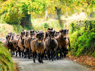 Ponies on the move for their Exmoor gathering