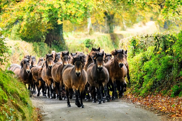 The annual gathering of Exmoor ponies took place on Thursday, October 16