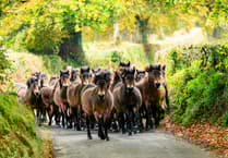 Ponies on the move for their Exmoor gathering