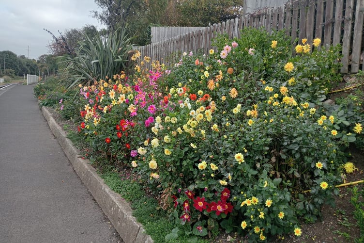 Margaret Tatham of West Street Watchet said of this photograph: "Once again I’d like to thank  the students and volunteers who make the Watchet railway platform gardens look so so beautiful. My photo shows the dahlias but there are many other beautiful blooms further on. But how did they do it this hot dry summer? My dahlias didn’t even appear!"
