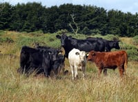 Woman trampled to death by cows