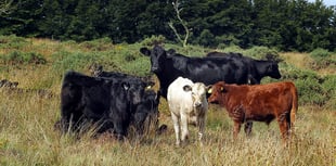 Woman trampled to death by cows