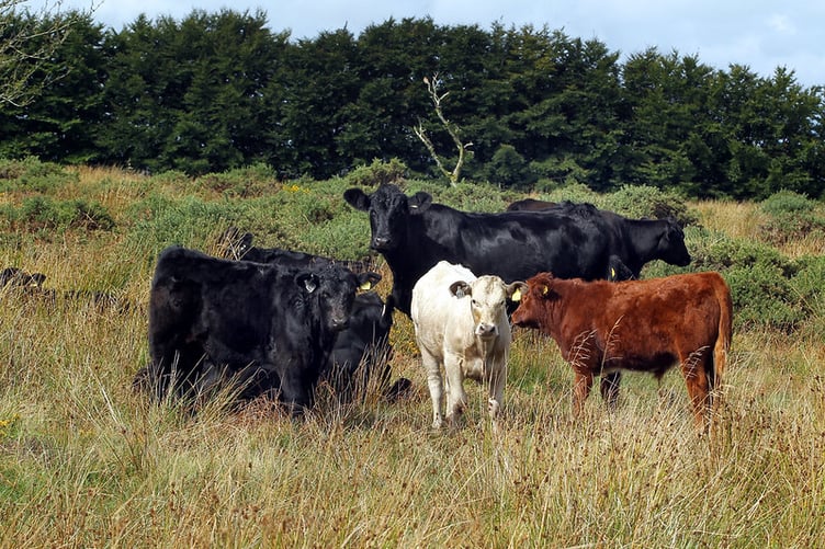A stock image of cows on Exmoor.