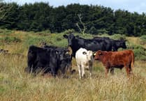 Inquest opening into death of Exmoor dog walker trampled by herd of cows