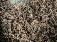 Hear about eels and crayfish on Exmoor