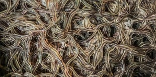 Hear about eels and crayfish on Exmoor