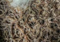 Scientist to lead Dunster talk on helping recovery of eels on Exmoor