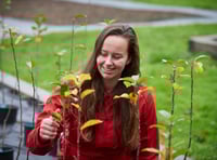Years-long native tree planting project starts this month