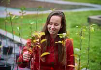 Volunteers and schoolchildren helping plant first of 150,000 trees on Exmoor estate