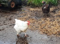 Bird flu measures go nationwide despite end of Exmoor cases