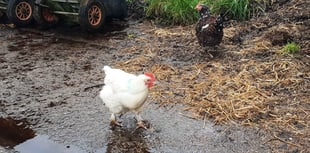 Bird flu measures go nationwide despite end of Exmoor cases