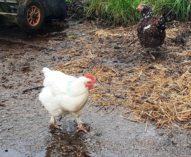 Bird flu measures go nationwide despite end of Exmoor cases