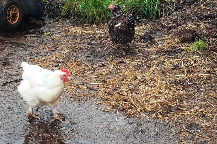 New measures requiring the housing of poultry and other birds to tackle avian influenza have been introduced by the Government despite the lifting of protection zones on Exmoor.