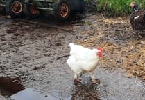 Exmoor bird flu special measures end but cases escalate across the country