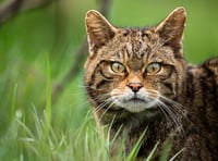 Wildcats could be brought back after 100 years