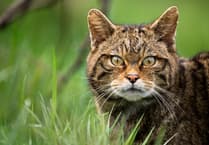 Two-year study proves feasibility of reintroducing wildcats to areas such as Exmoor