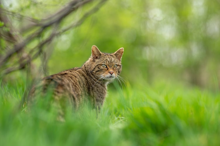 Wildlife groups are working in partnership on the idea of reintroducing wildcats to areas such as Exmoor.