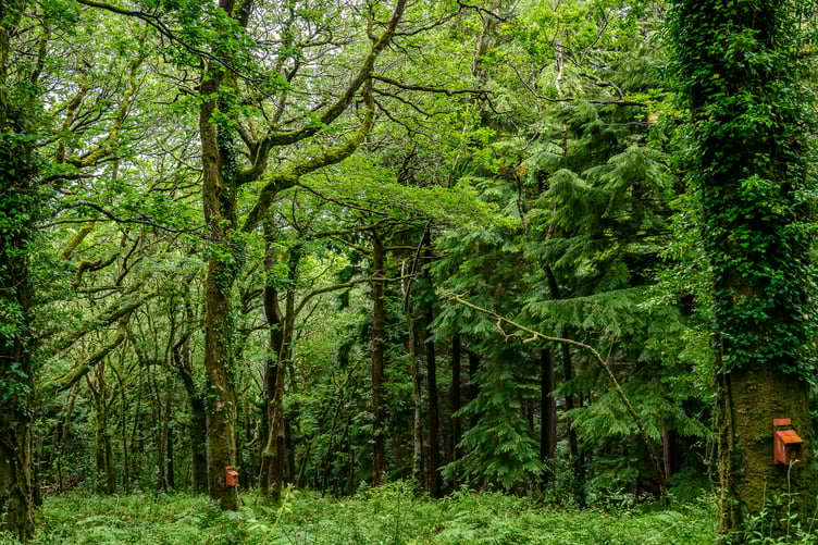 Temperate rainforests have been a feature of the Westcountry landscape for centuries.