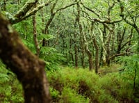 Call to protect under threat temperate rainforests