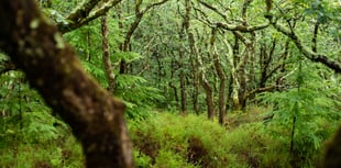 Call to protect under threat temperate rainforests