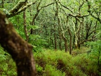 Call to protect under threat temperate rainforests