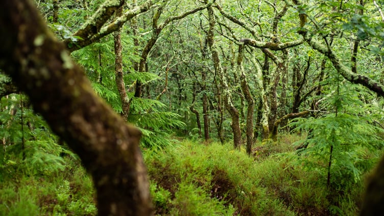 Temperate rainforests such as Horner Woods, on Exmoor, support unique biodiversity and climate regulation.